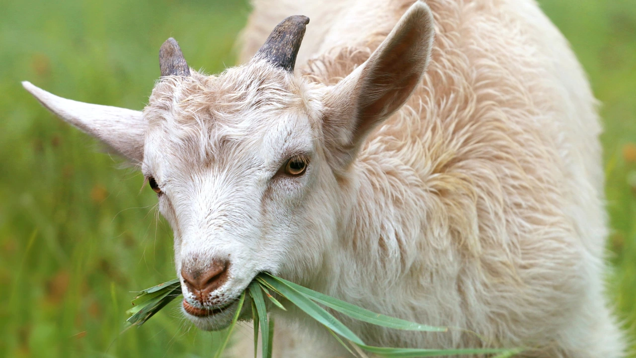 Стотици кози дъвчат дълги стръкове жълта трева на хълм край