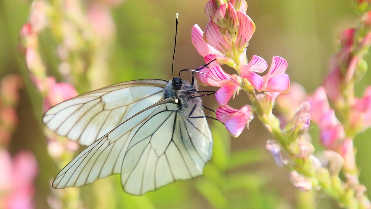 Вид пеперуда, смятан за изчезнал във Великобритания от близо сто