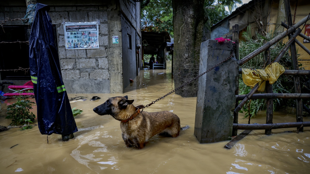 300 животни от зоопарка в Нова Каховка са загинали след наводнението