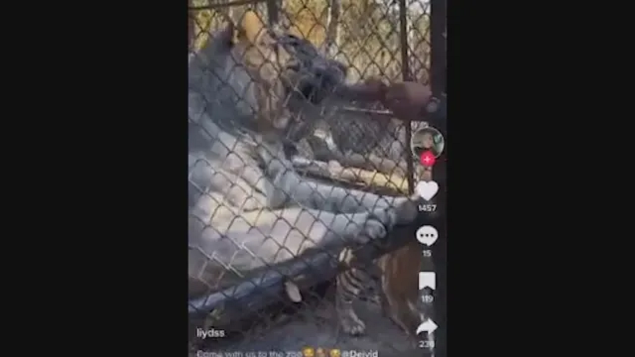 След като пони отхапа пръстите на жена: Посетители на зоопарка хранят тигри с пилешки бутчета