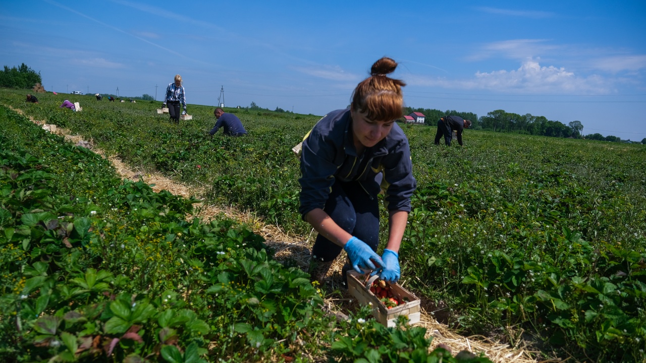 ГИТ започва засилени проверки за трудови договори в селското стопанство