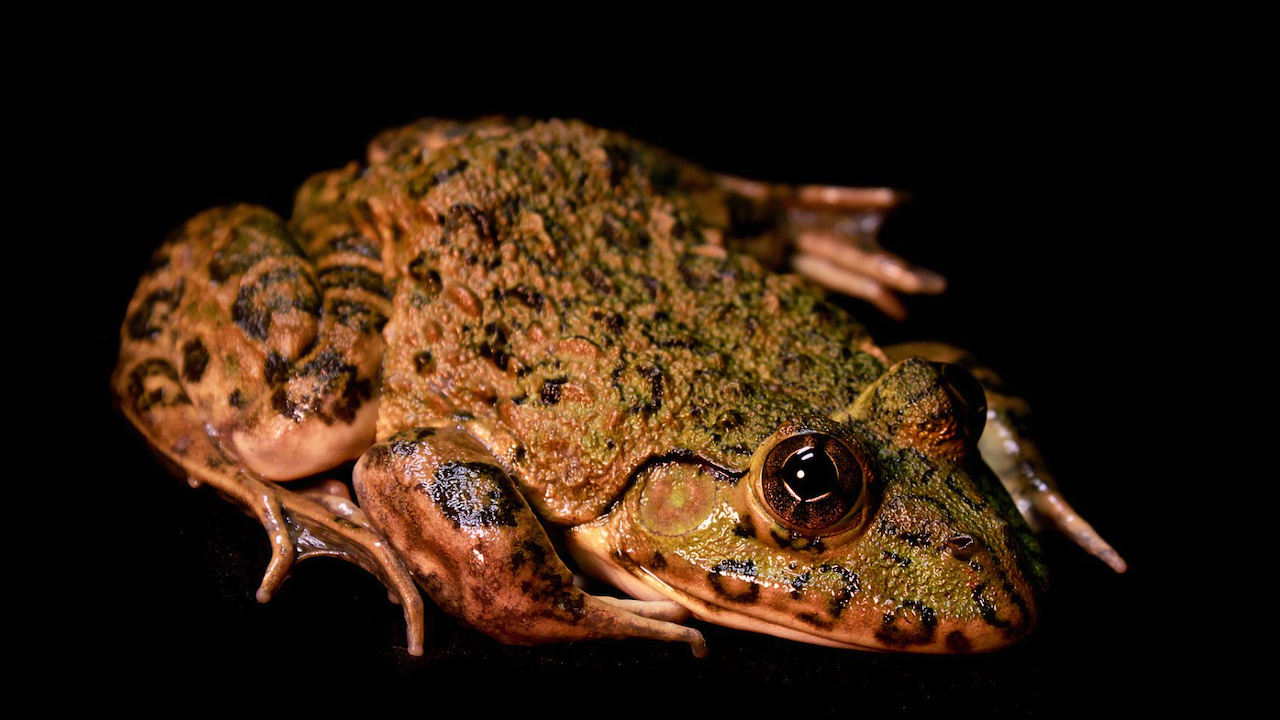 Нигерия обмисля бизнес с ядливи жаби