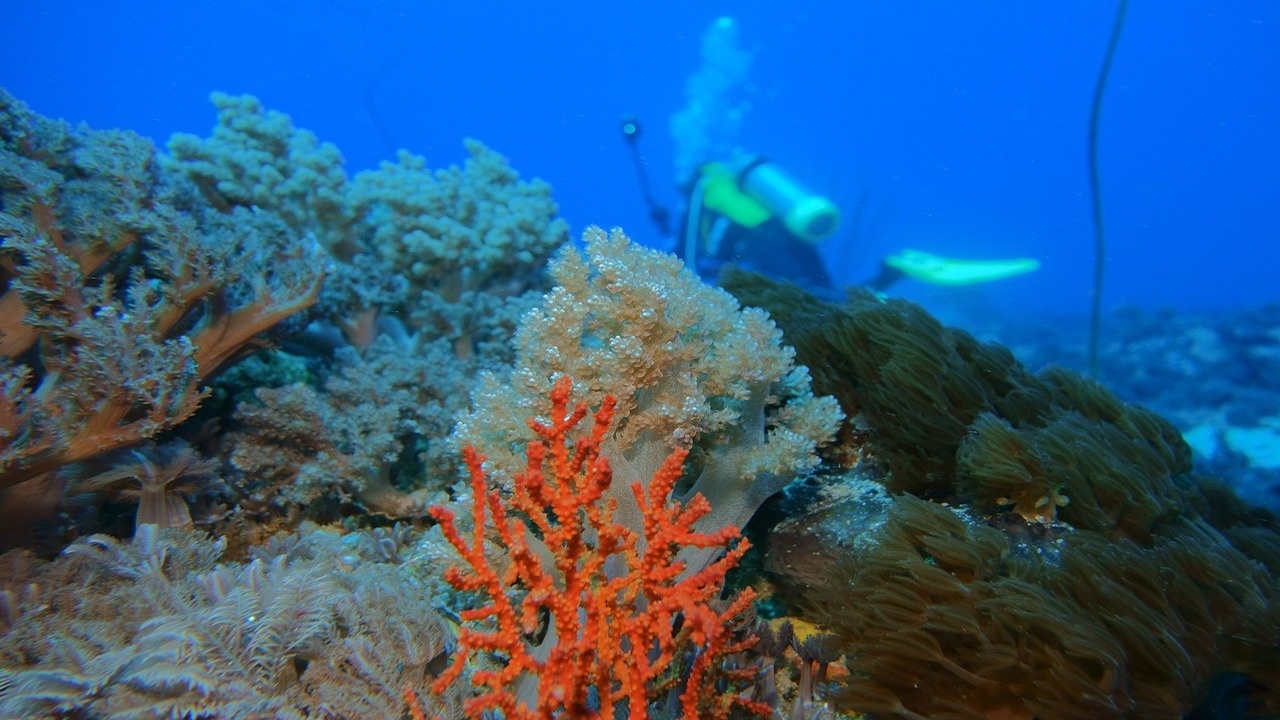 ОАЕ се опитва да спаси коралите в затоплящите се морски води
