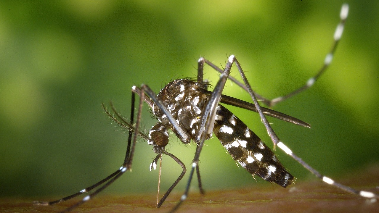 Комарите са най-активни преди изгрев и около залеза на слънцето