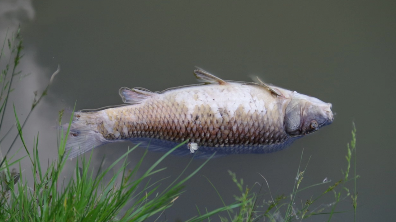 Мъртва риба изплува в язовир край Ихтиман. Водоемът се намира