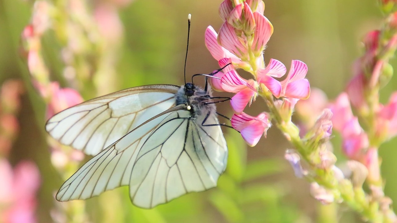 Вид пеперуда смятан за изчезнал във Великобритания от близо сто
