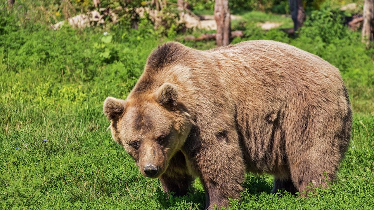 Зачестили са сигналите за поява на кафява мечка в Априлци