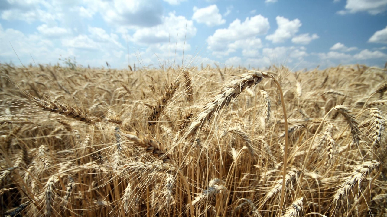 Състоянието на посевите с ечемик и пшеницата в Ямболска област