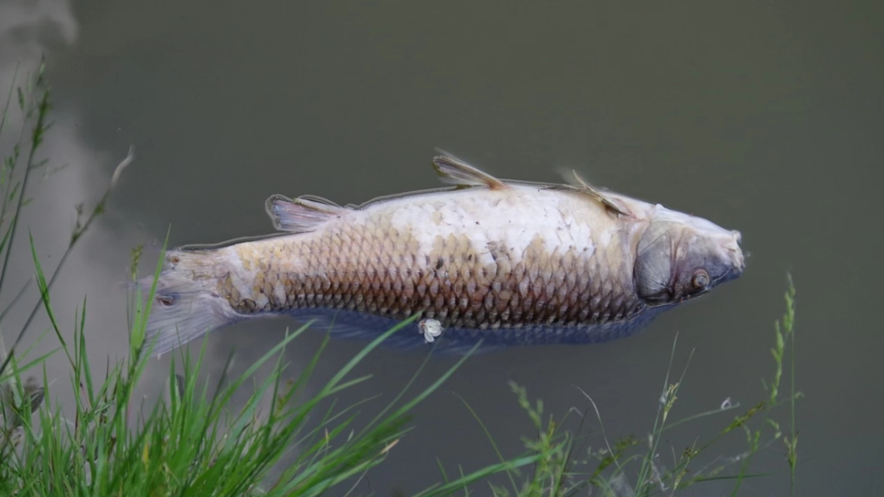 Мъртва риба изплува в язовир край Ихтиман Водоемът се намира