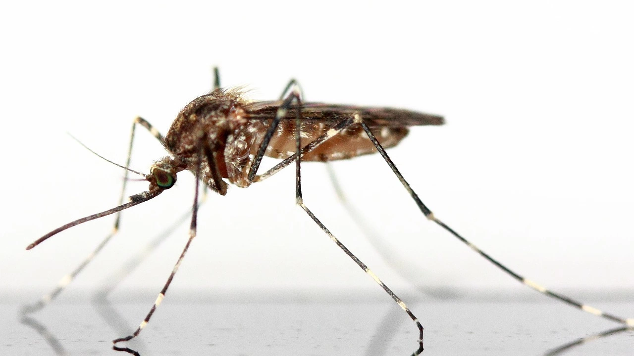 Понякога насекомите и по специално комарите могат да попречат не само на лятната