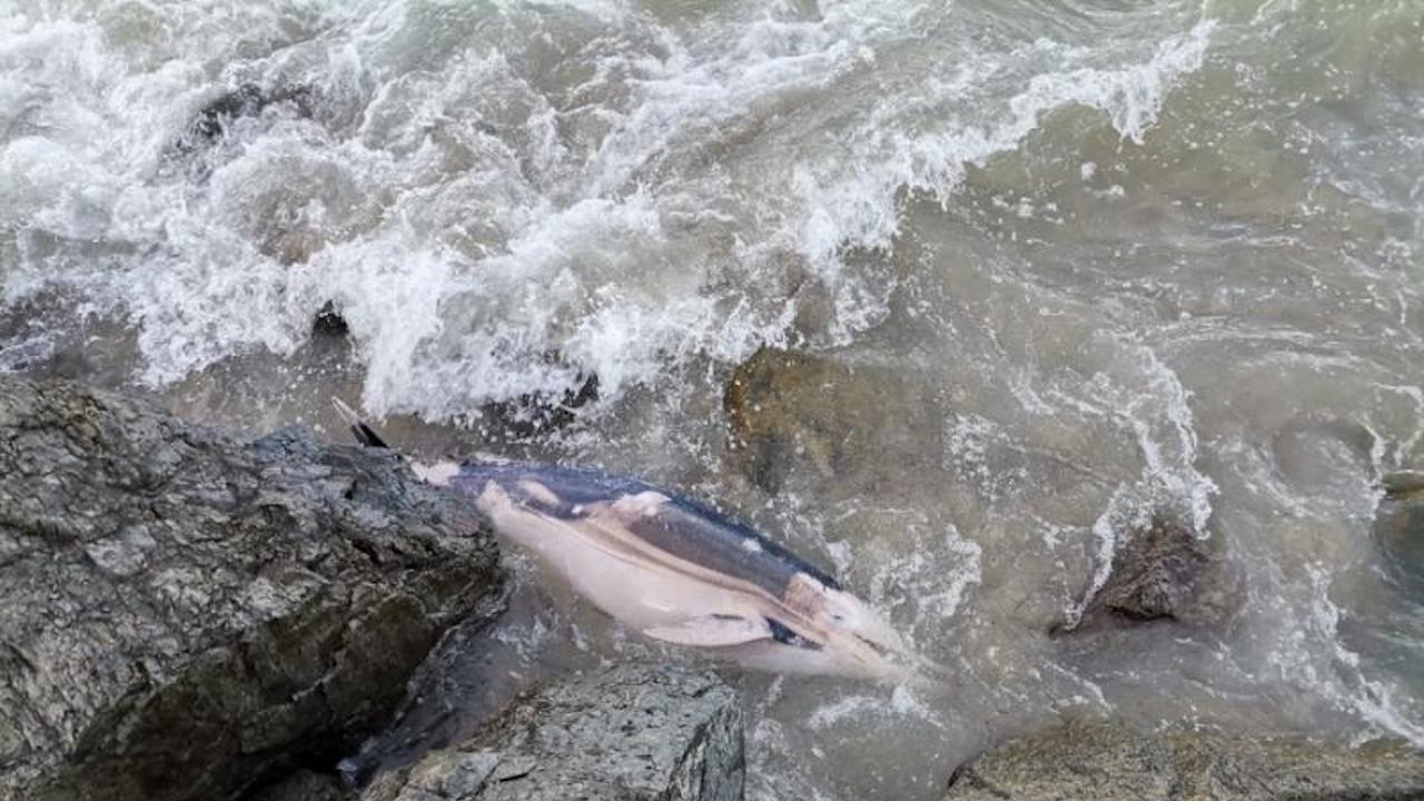 Откриха мъртъв делфин край Поморие