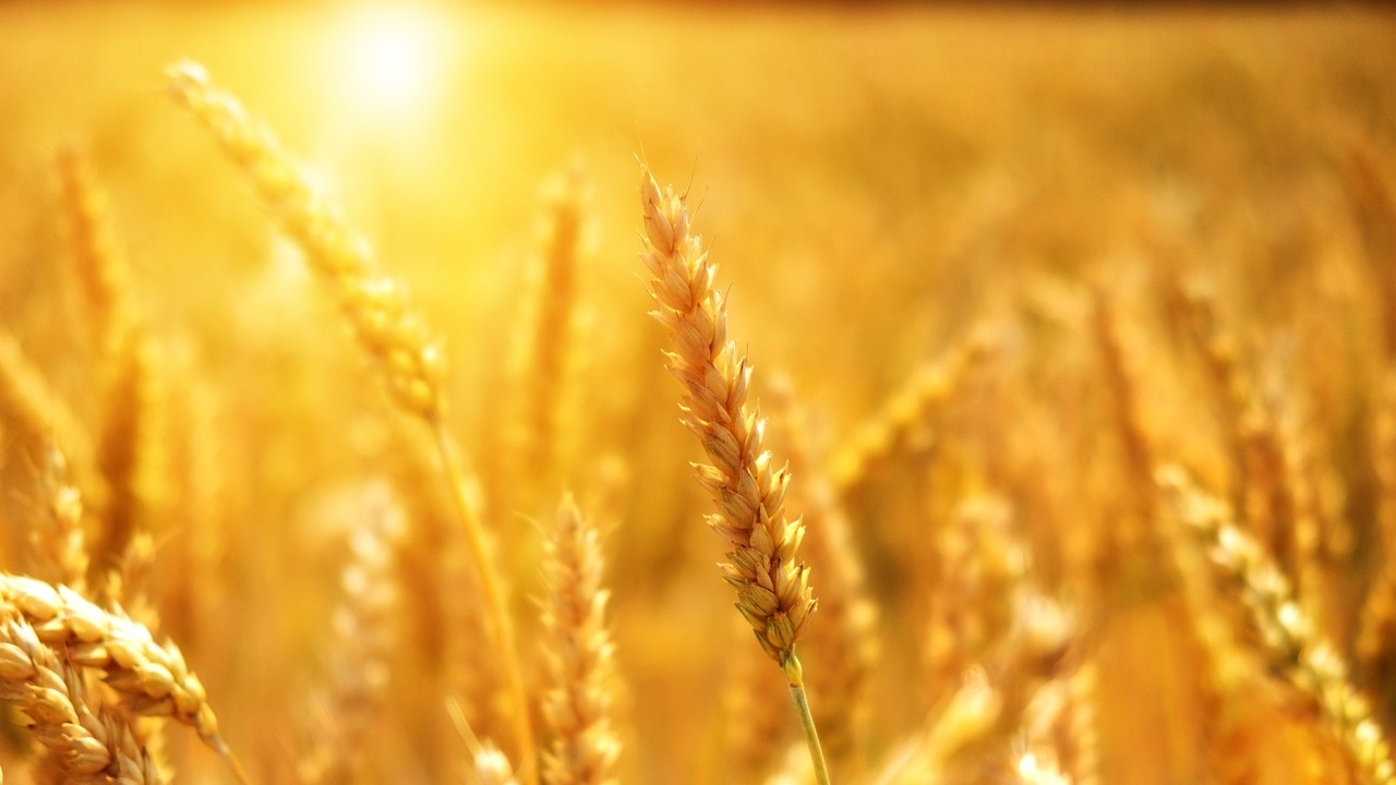 Прогнозират разлики в добивите от пшеница