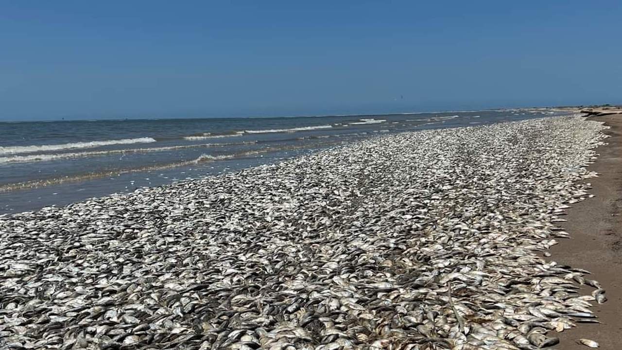 Десетки хиляди мъртви риби бяха изхвърлени на брега на Мексиканския