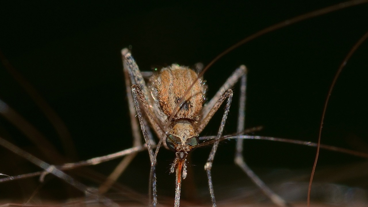 Спешни мерки в борбата срещу комарите налагат в Русе.
Няколко поредни