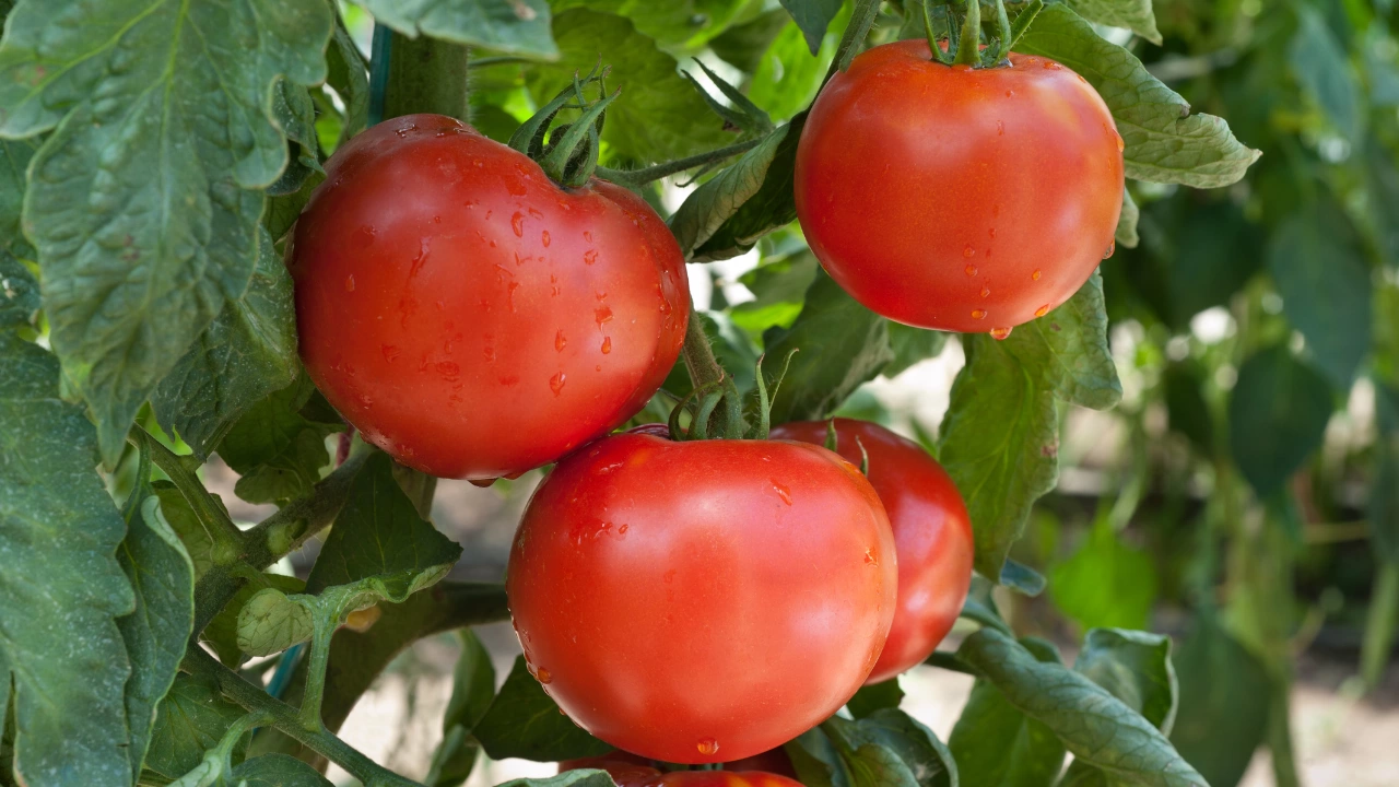 Създадени са четири нови сорта български домати – два от тях са