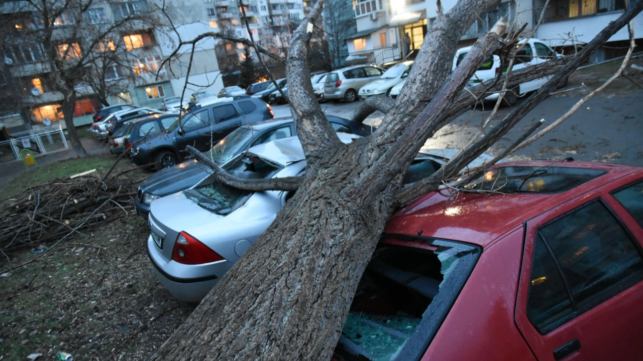 Дърво се стовари върху коли в Русе съобщиха от полицията На