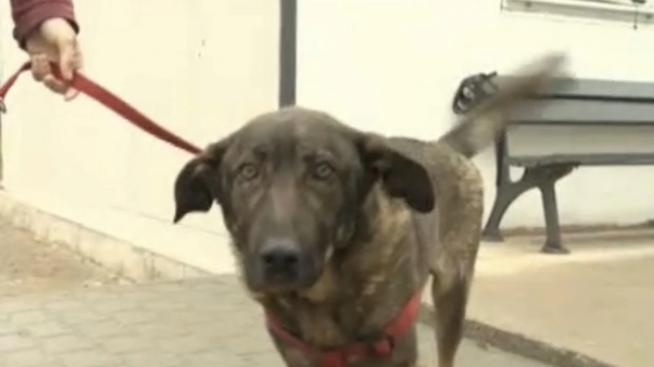8 месеца след като кучето Мечо стана обект на брутално