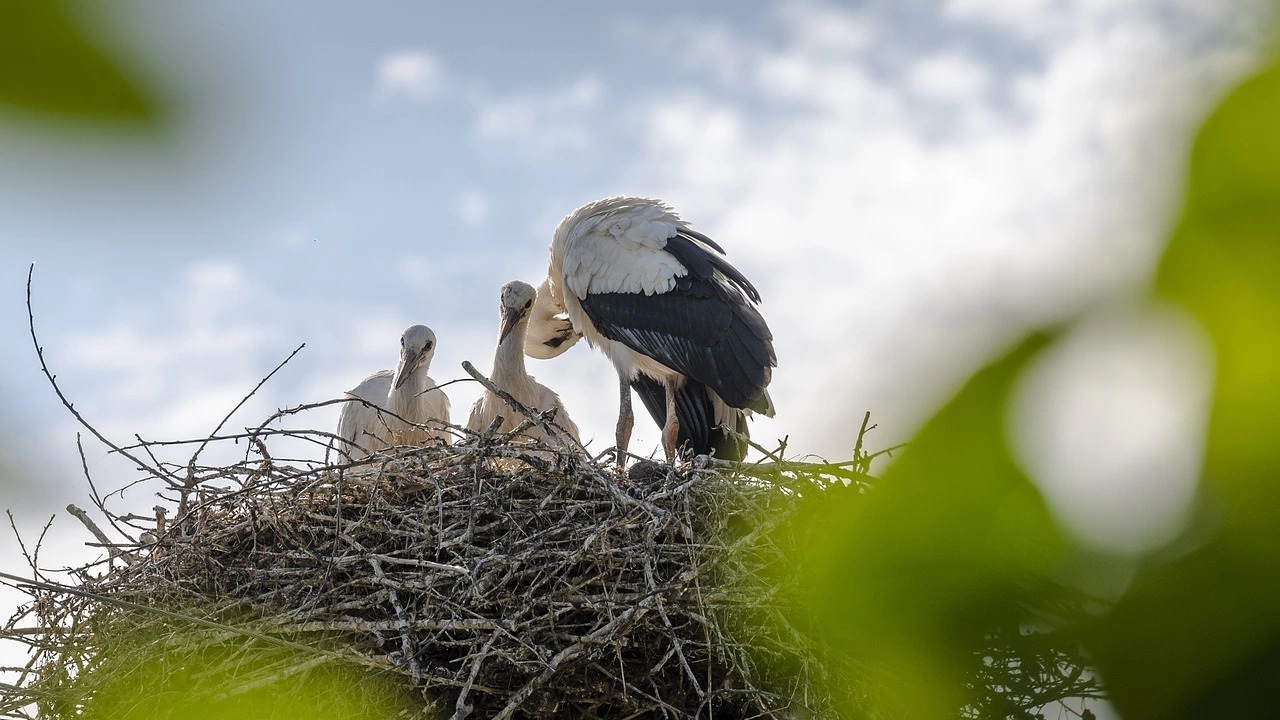Заради обилните дъждове падна гнездото на най известната двойка щъркели Драго