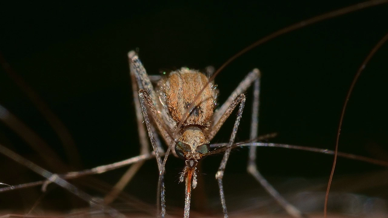 Спешни мерки в борбата срещу комарите налагат в Русе Няколко поредни