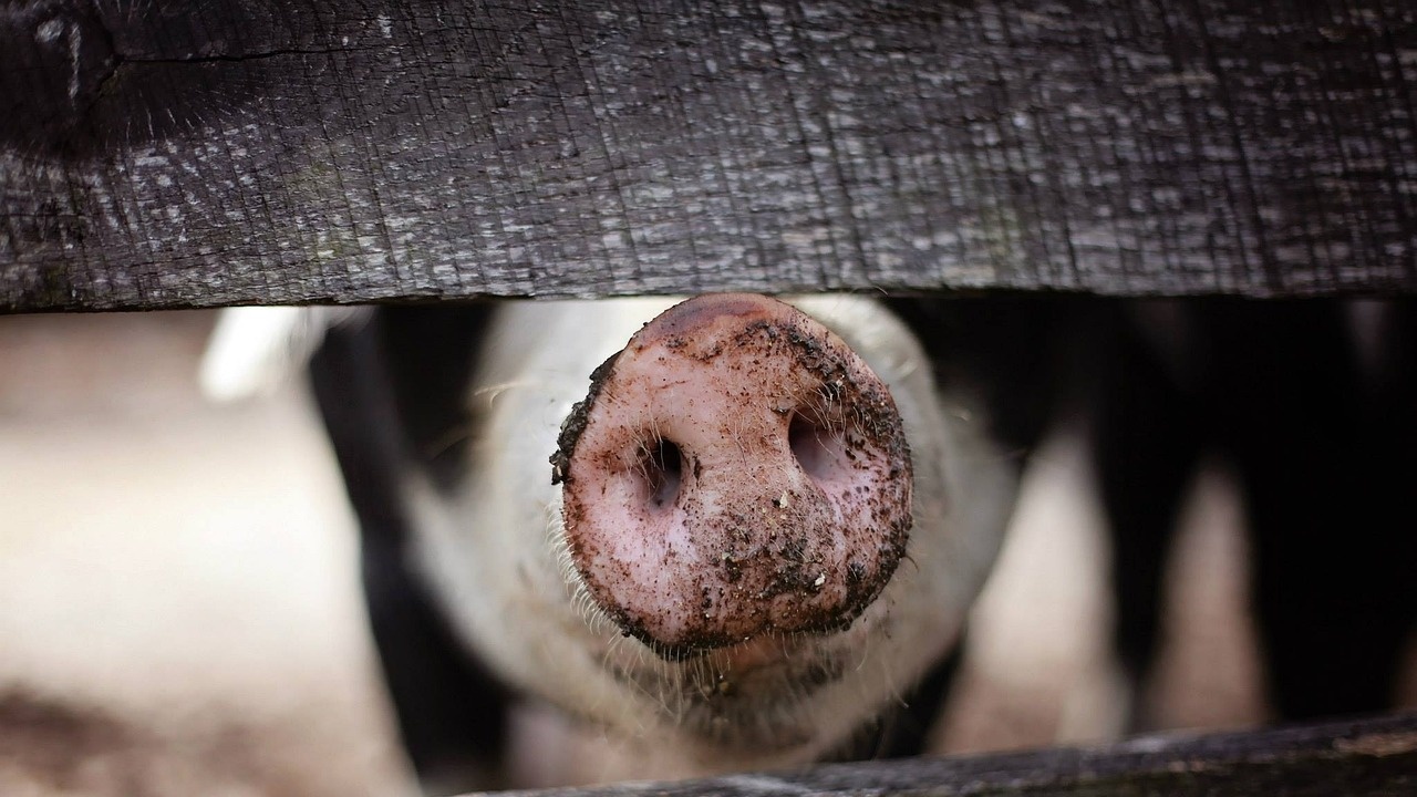 Засилени мерки в Сърбия след появата на африканска чума по свине