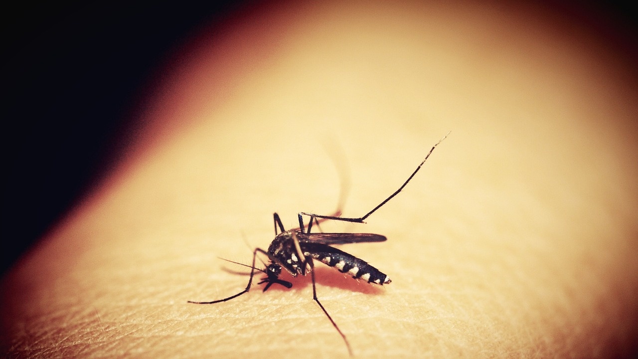 Първи случаи на малария