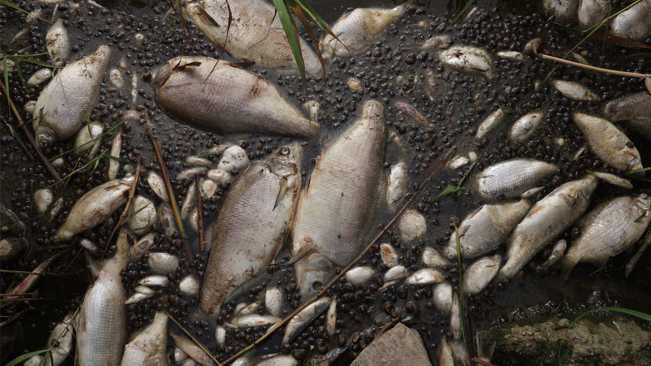 Мъртва риба край бреговете на Балчик