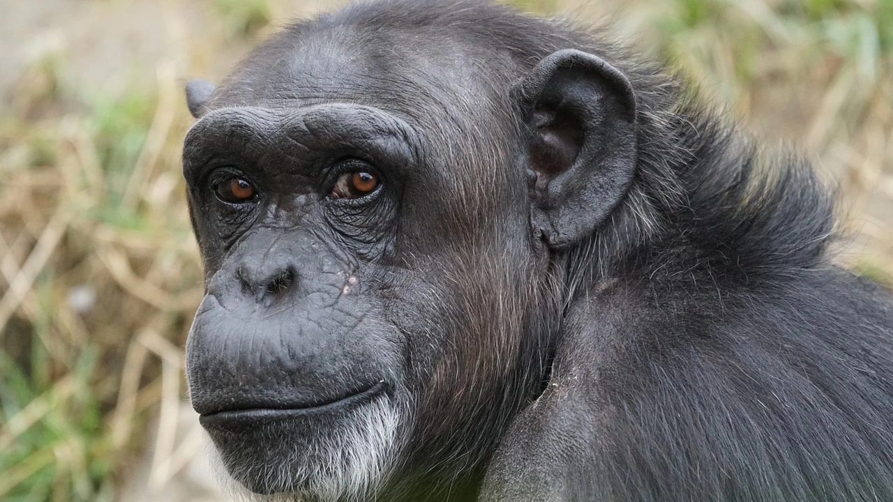 Тийнейджърите и подрастващите шимпанзета имат сходно рисково поведение но приматите