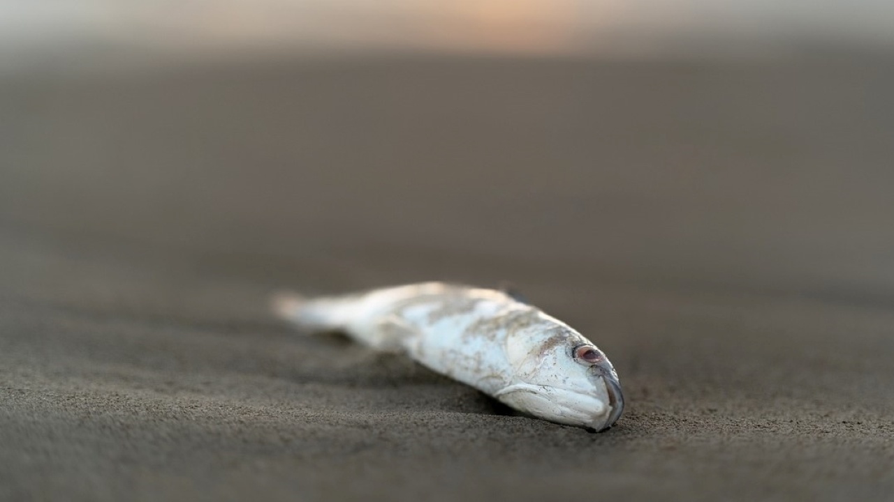 Тонове мъртва риба на брега на река в Ирак