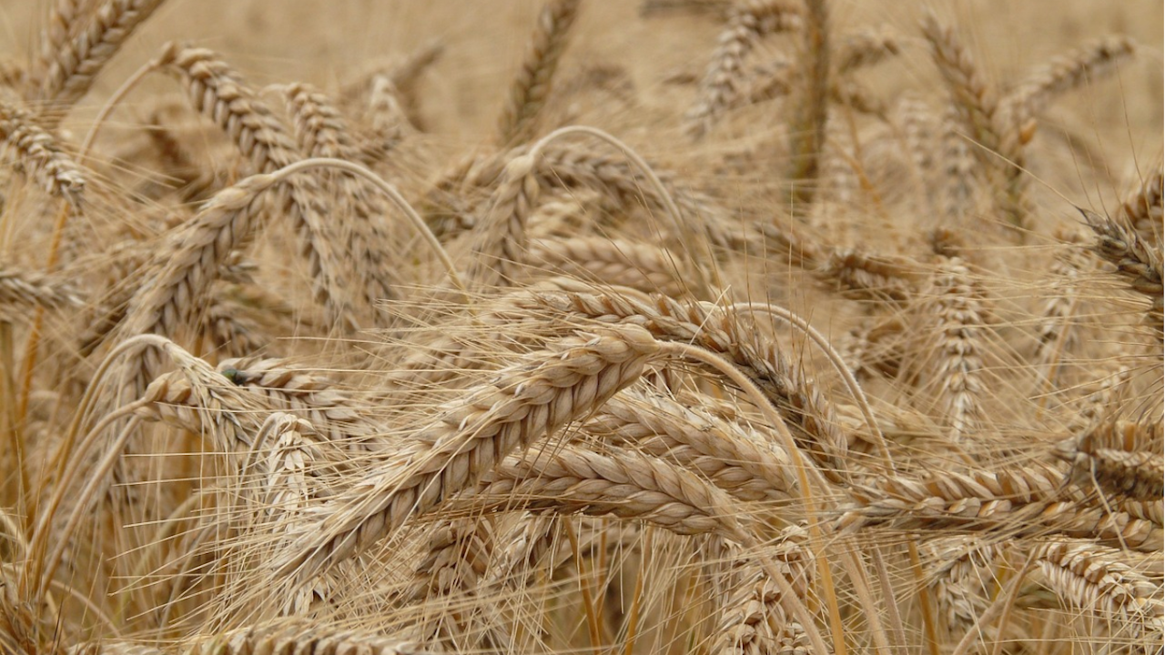 Слаба реколта от ечемик и пшеница очакват зърнопроизводителите в Добруджа,