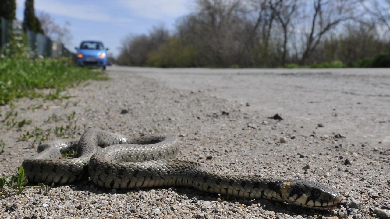 Хората се вълнуват от опасността от поява на змии особено