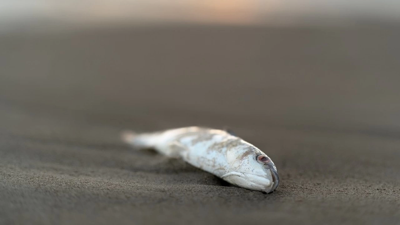 Хиляди мъртви риби са открити на брега на река в
