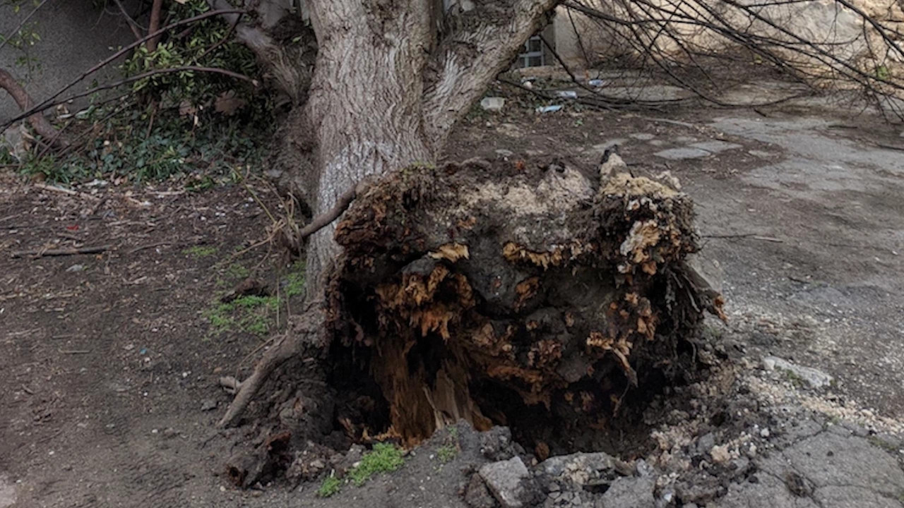 Десетки изсъхнали дървета представляват сериозна заплаха за безопасността на гражданите