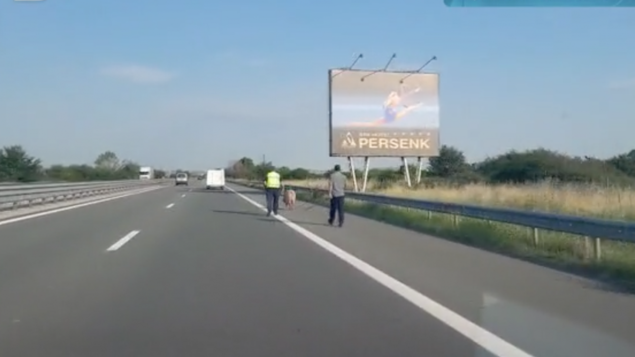 Полицейски патрул ескортира прасе на автомагистрала Тракия“, предава bTV. 
Николай Константинов