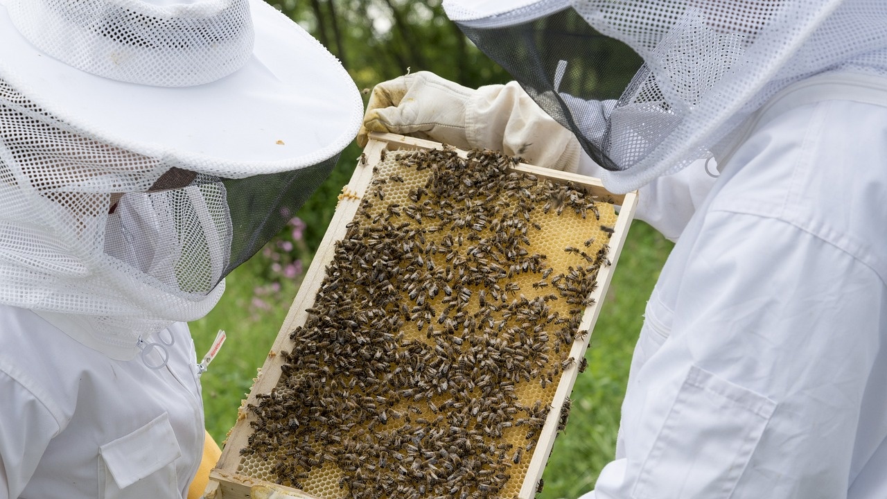 Заради дъждовната пролет пчелари от Югозападна България очакват по-добър от