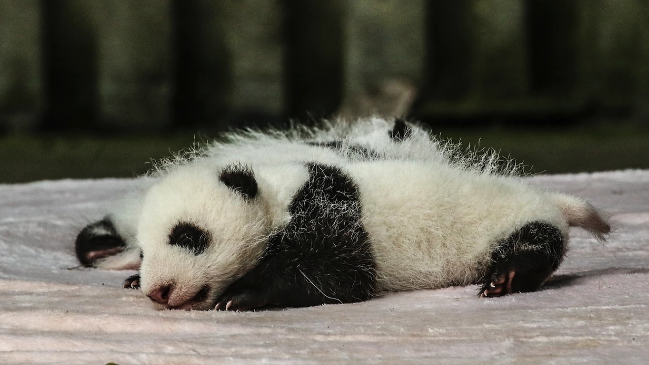 Голяма панда роди близнаци в увеселителния парк Евърленд край столицата