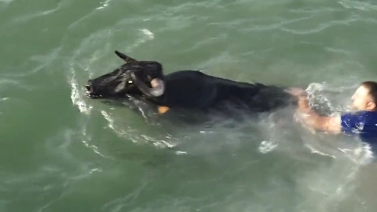 Бик се удави в понеделник в провинция Аликанте по време