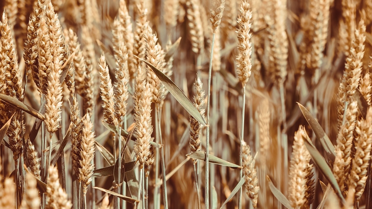 Пет страни от Източна Европа ще поискат удължаване на забраната за внос на украинско зърно