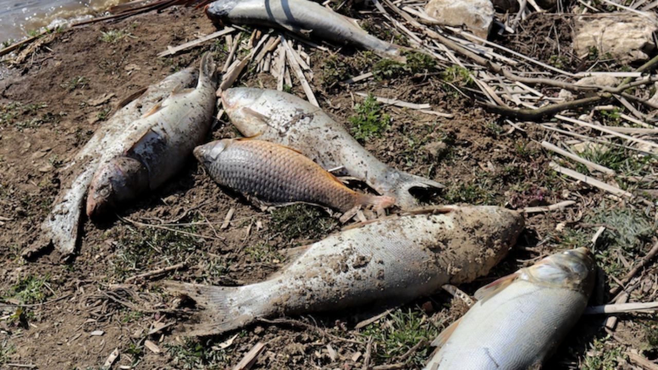 Мъртва риба изплува в р. Ботуня, експресните проби на водата не показват замърсяване