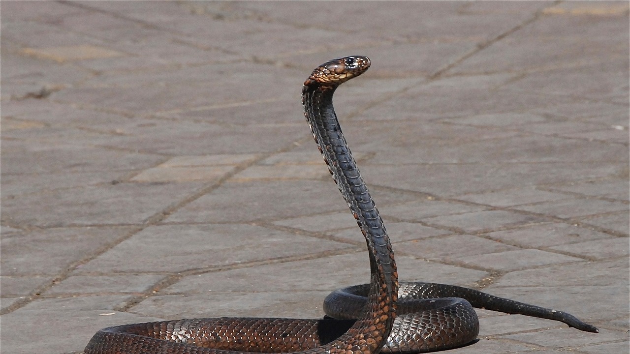 Бум на змиите в градовете се наблюдава през последните месеци,
