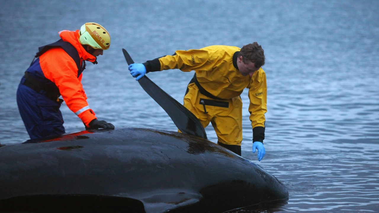 Над 50 кита гринди са загинали след като са заседнали