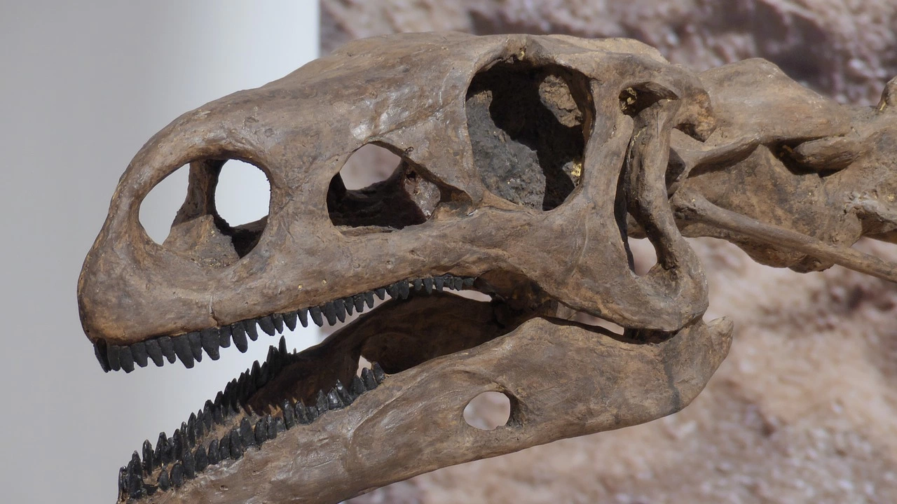 Бозайник с размерите на язовец и растителнояден динозавър са открити