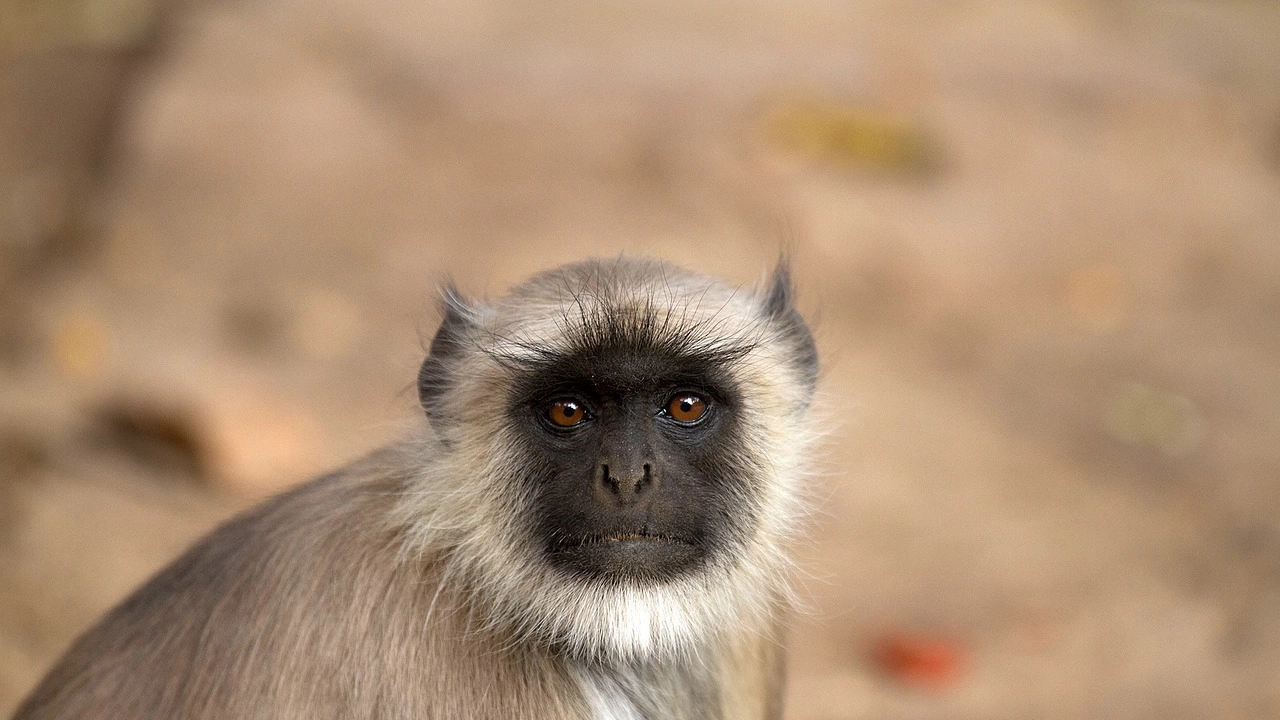 Маймунка от вида Ханумански лангур се роди в Столичния зоопарк