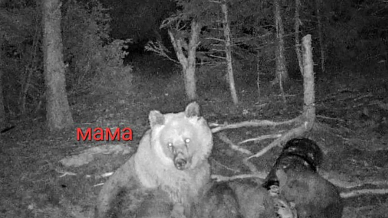 Фотокапан на ловци в Чепеларе засне рядък феномен – мечка