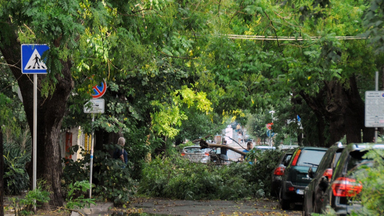 След бурята в Търговище има изкоренени дървета, засегнати автомобили, покриви