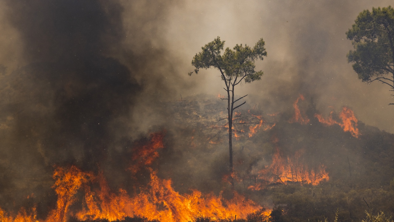 Локализиран е пожарът в Пазарджишко, гасят се отделни огнища