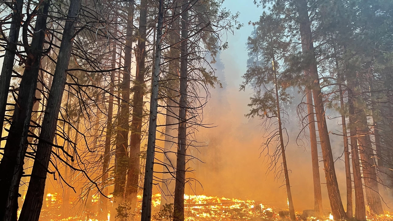 Голям пожар бушува край първомайското село Буково Пламъците са обхванали горски