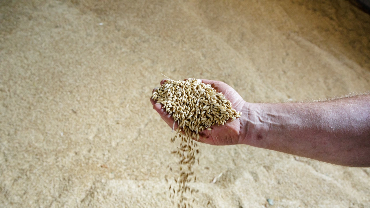 Преговори за продължаване на зърнената сделка не се водят в