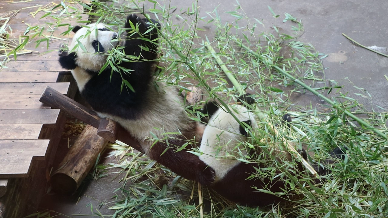 Първата панда родена във Франция се сбогува със зоологическата градина