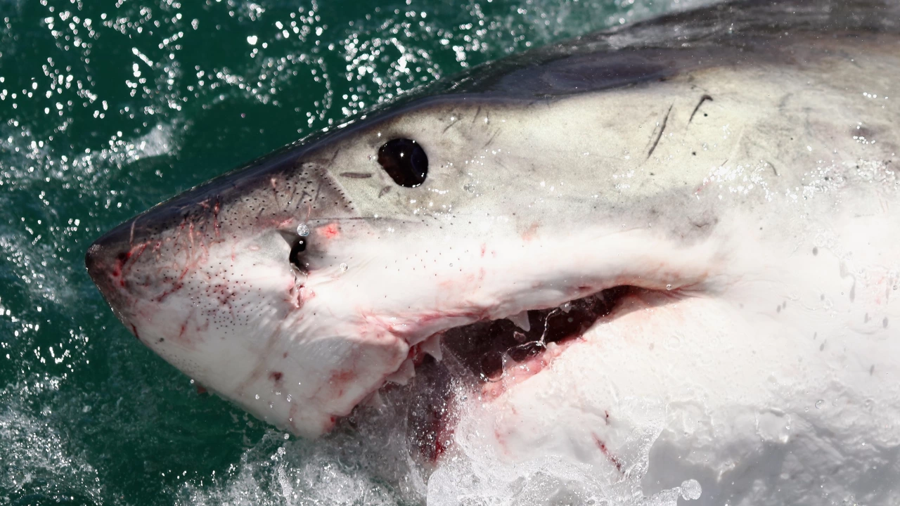 Нашмъркани с кока акули щурмуват плажовете предупреждават специалисти Гафове на