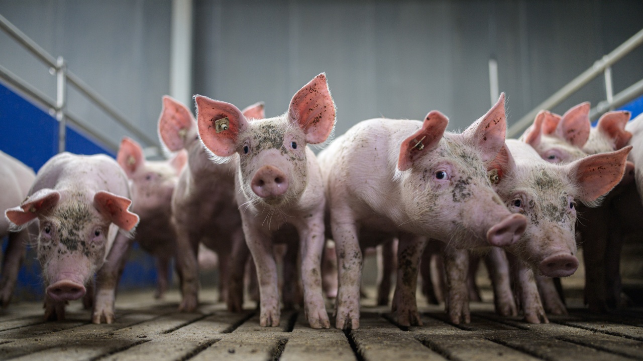 Две огнища на африканска чума по свинете са открити в